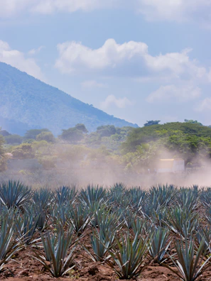 Panoramic barrel-shaped tour bus winding through lush agave fields under a bright blue sky.