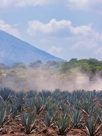 Artisan hands carefully harvesting ripe agave piñas in a sunlit field surrounded by lush greenery.