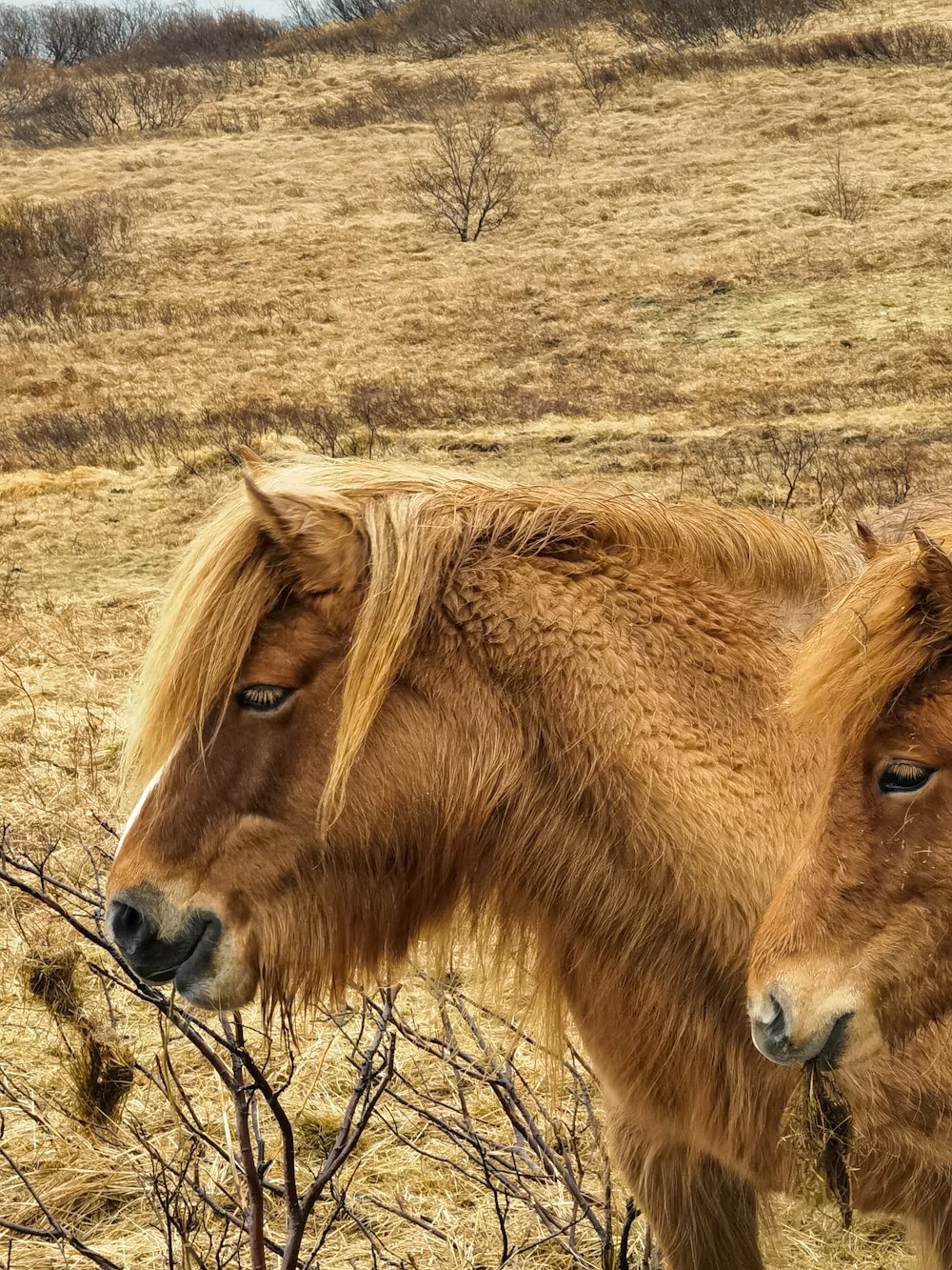 a couple of brown horses standing on top of a dry grass field