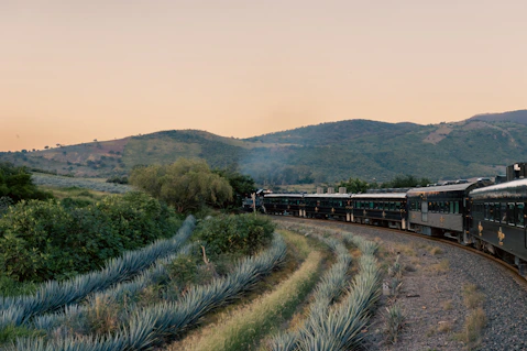 jose cuervo tren
