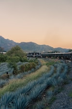 A vibrant train crossing a scenic Mexican landscape with mountains and clear skies.