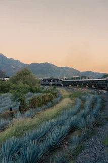 Vapor saliendo de una taza de café en un vagón mientras el paisaje mexicano pasa por la ventana