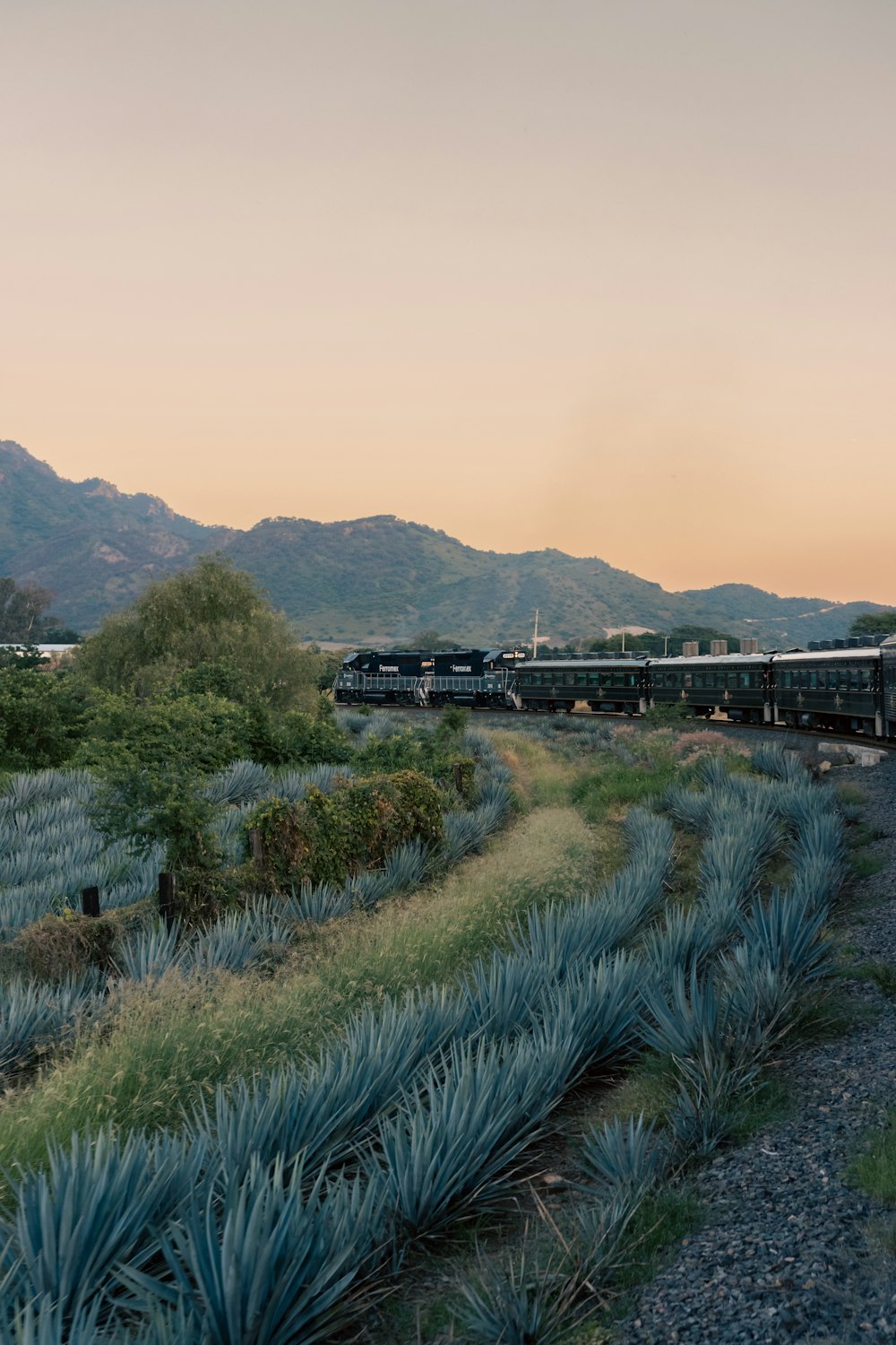 a train traveling through a lush green countryside