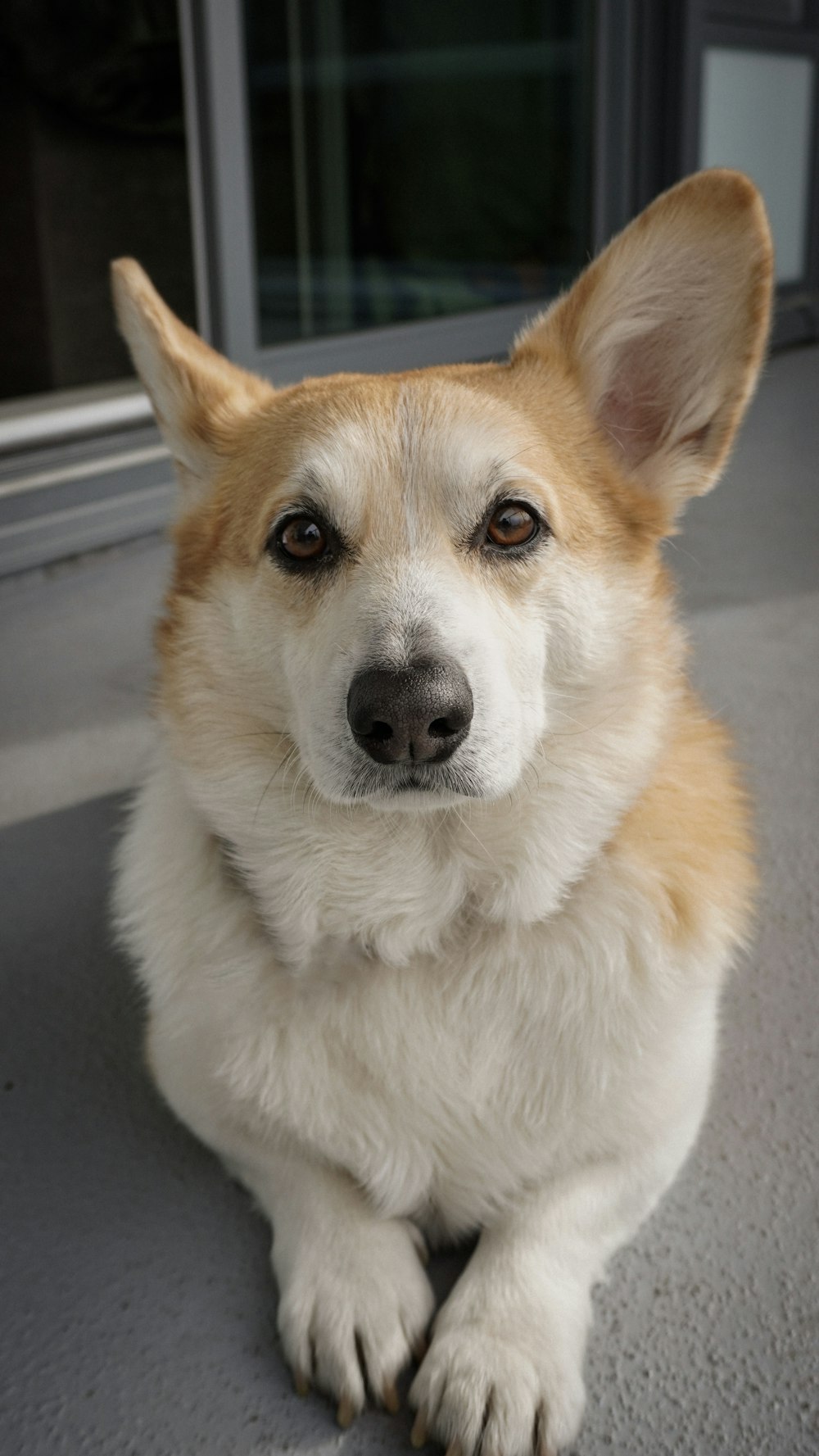 a close up of a dog laying on the ground