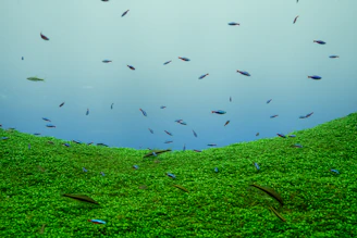 A colorful aquascape featuring lush aquatic plants and a school of shimmering guppies swimming gracefully.