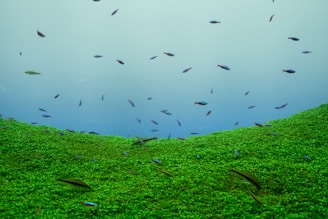 A serene freshwater aquarium filled with colorful fish and lush green plants.