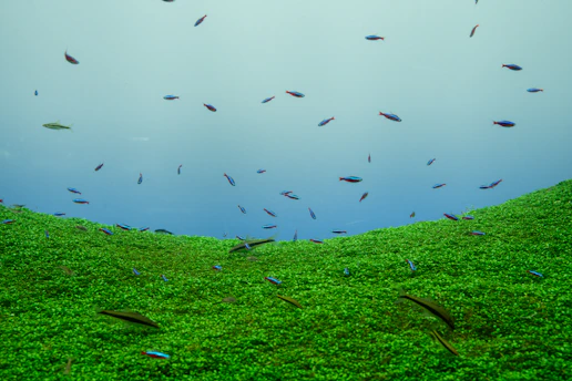 A vibrant freshwater aquarium with colorful fish and lush green plants creating a serene underwater scene.