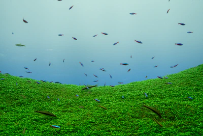 A colorful aquascape featuring lush aquatic plants and a school of shimmering guppies swimming gracefully.