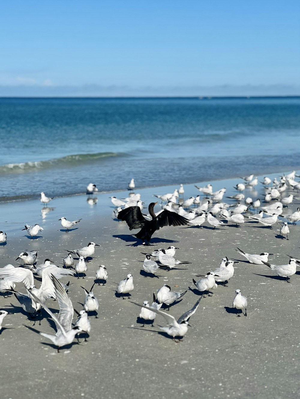 a flock of seagulls standing on a beach next to the ocean