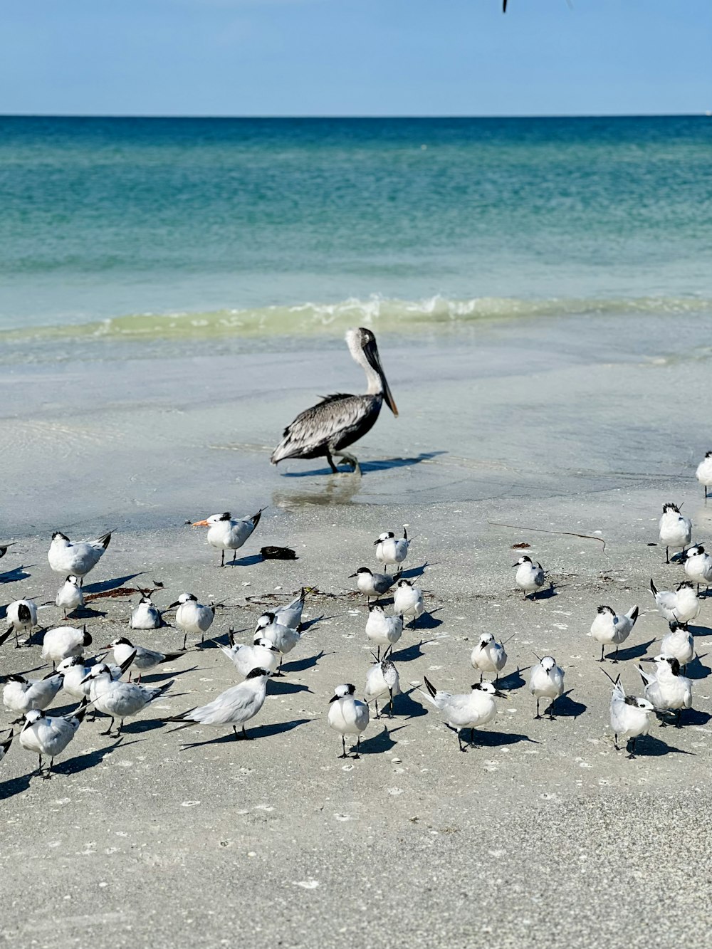 a flock of birds standing on top of a sandy beach