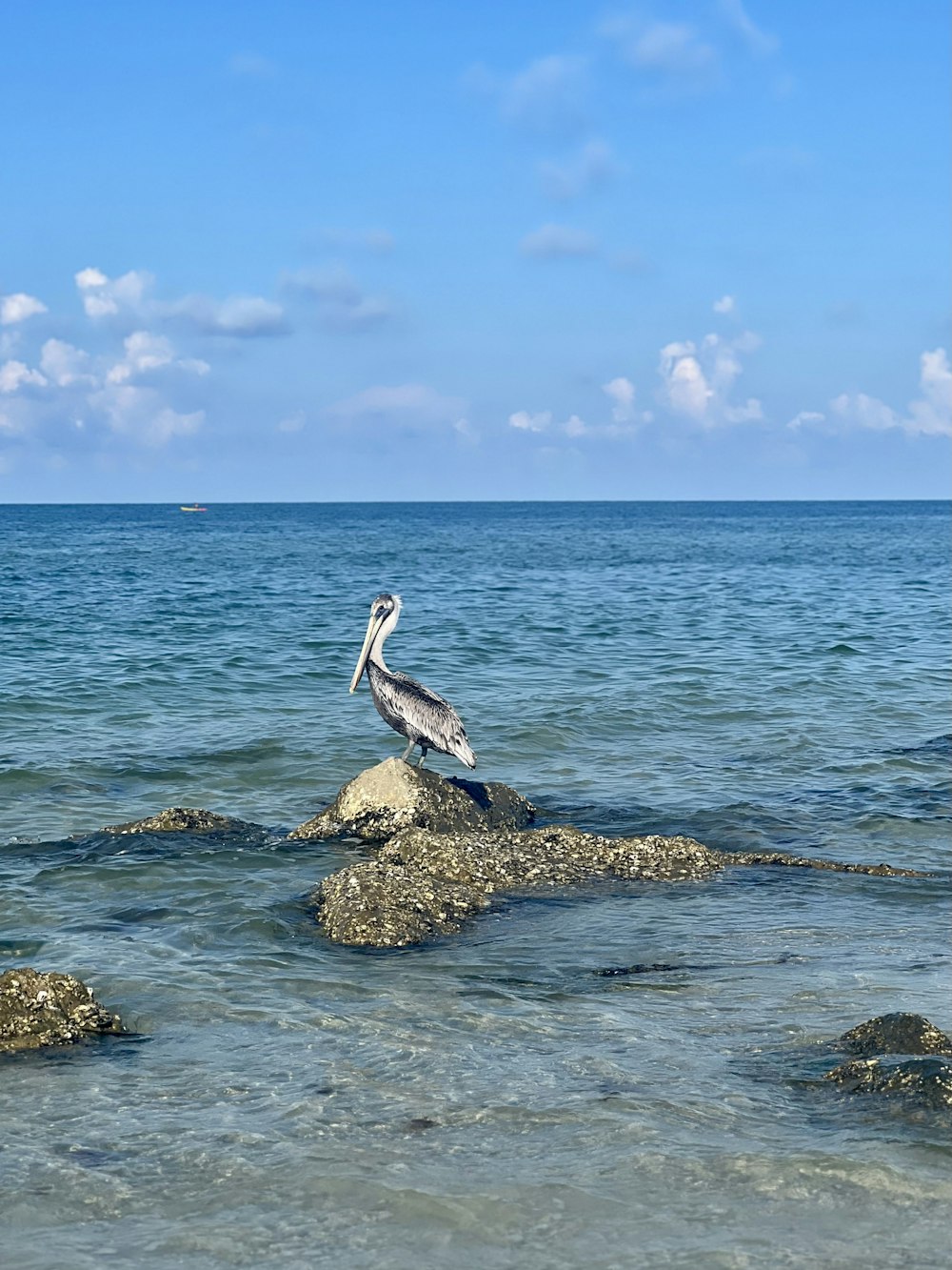 a bird is sitting on a rock in the water