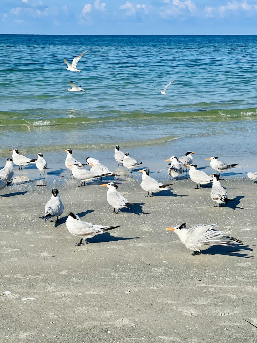a flock of birds standing on top of a sandy beach