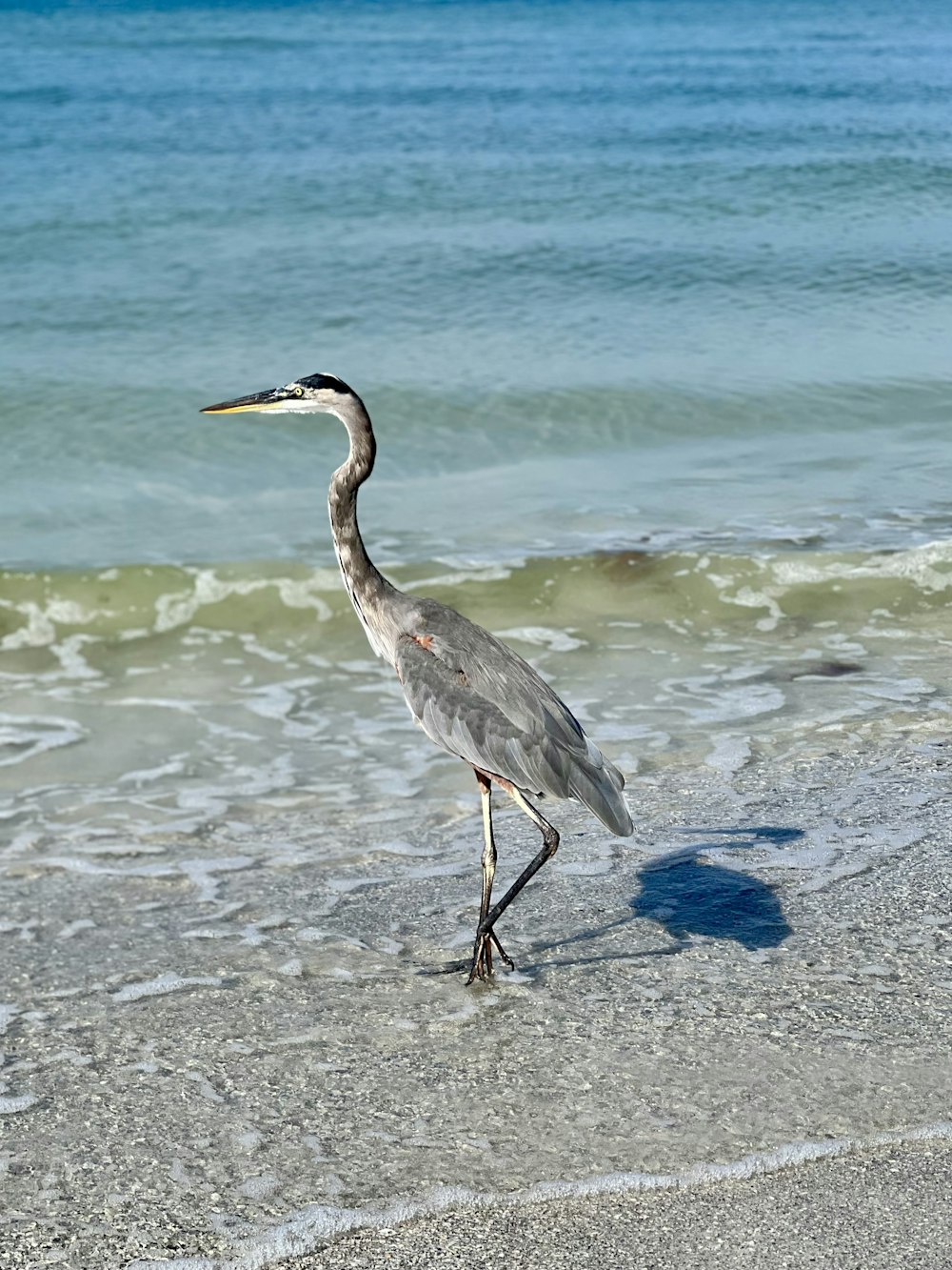 a bird is walking on the beach near the water