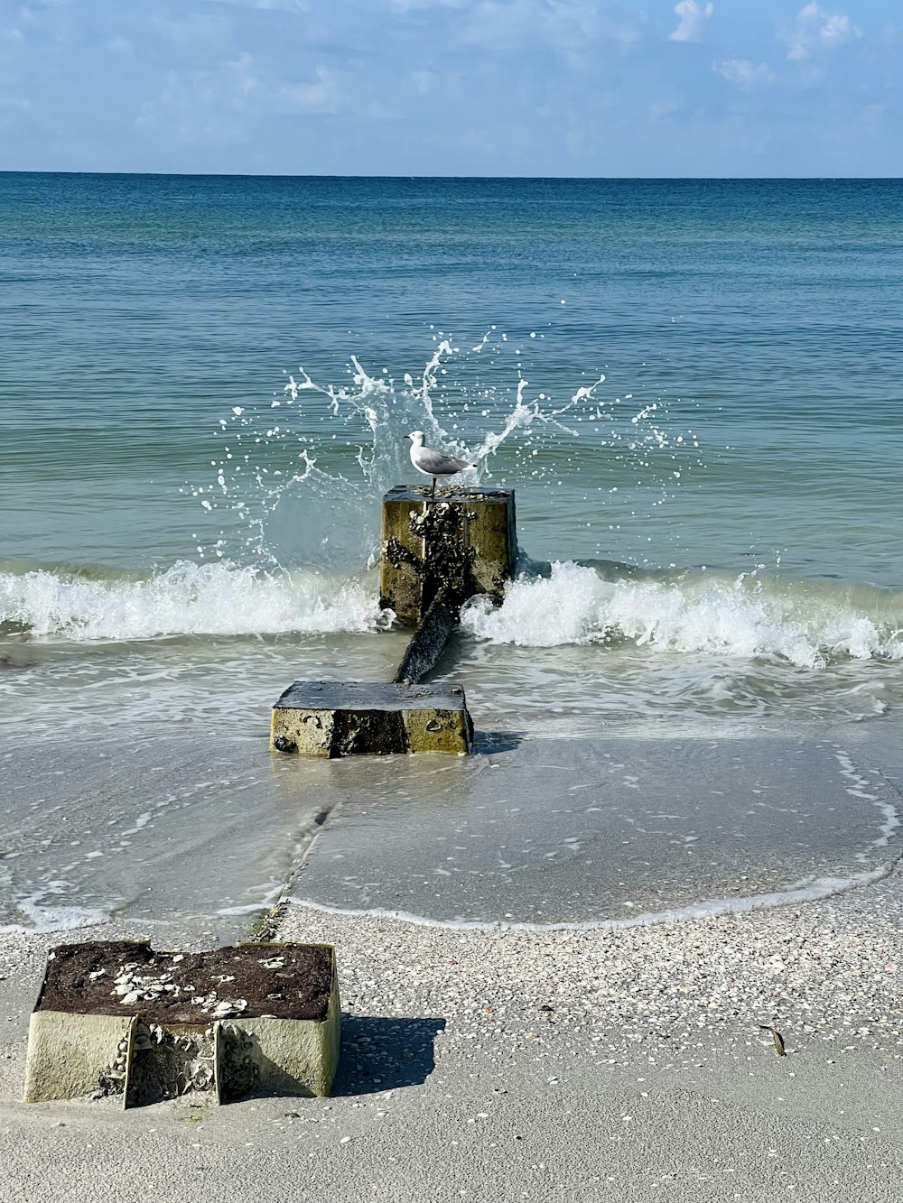 a bird sitting on top of a wooden post in the ocean