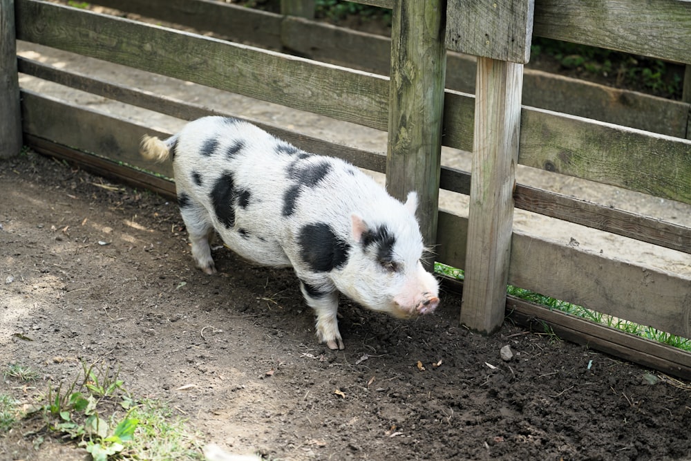 a black and white pig standing next to a wooden fence