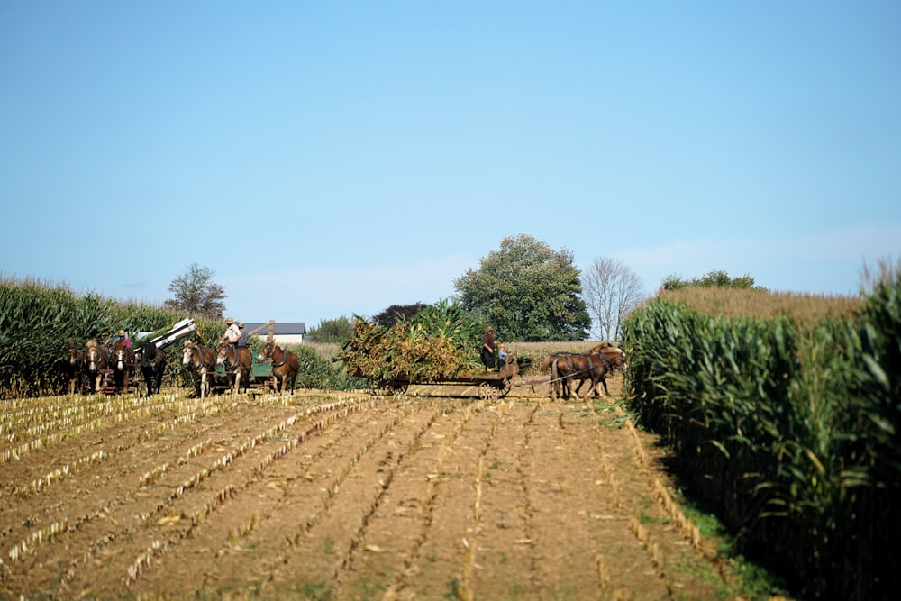 a group of people on horses in a field