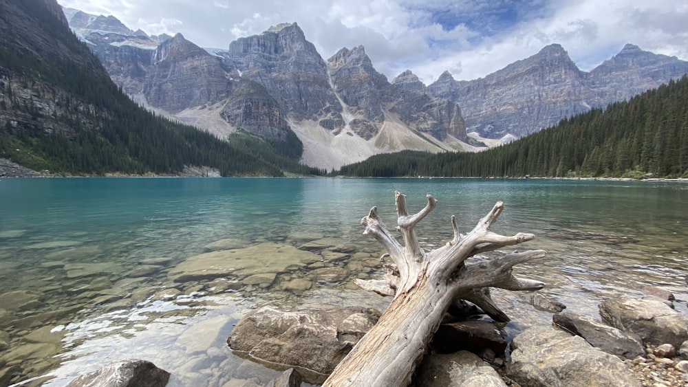 a fallen tree sitting on the shore of a lake