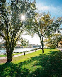 the sun shines brightly through the trees near the water