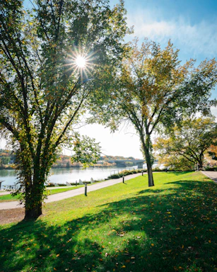 the sun shines brightly through the trees near the water