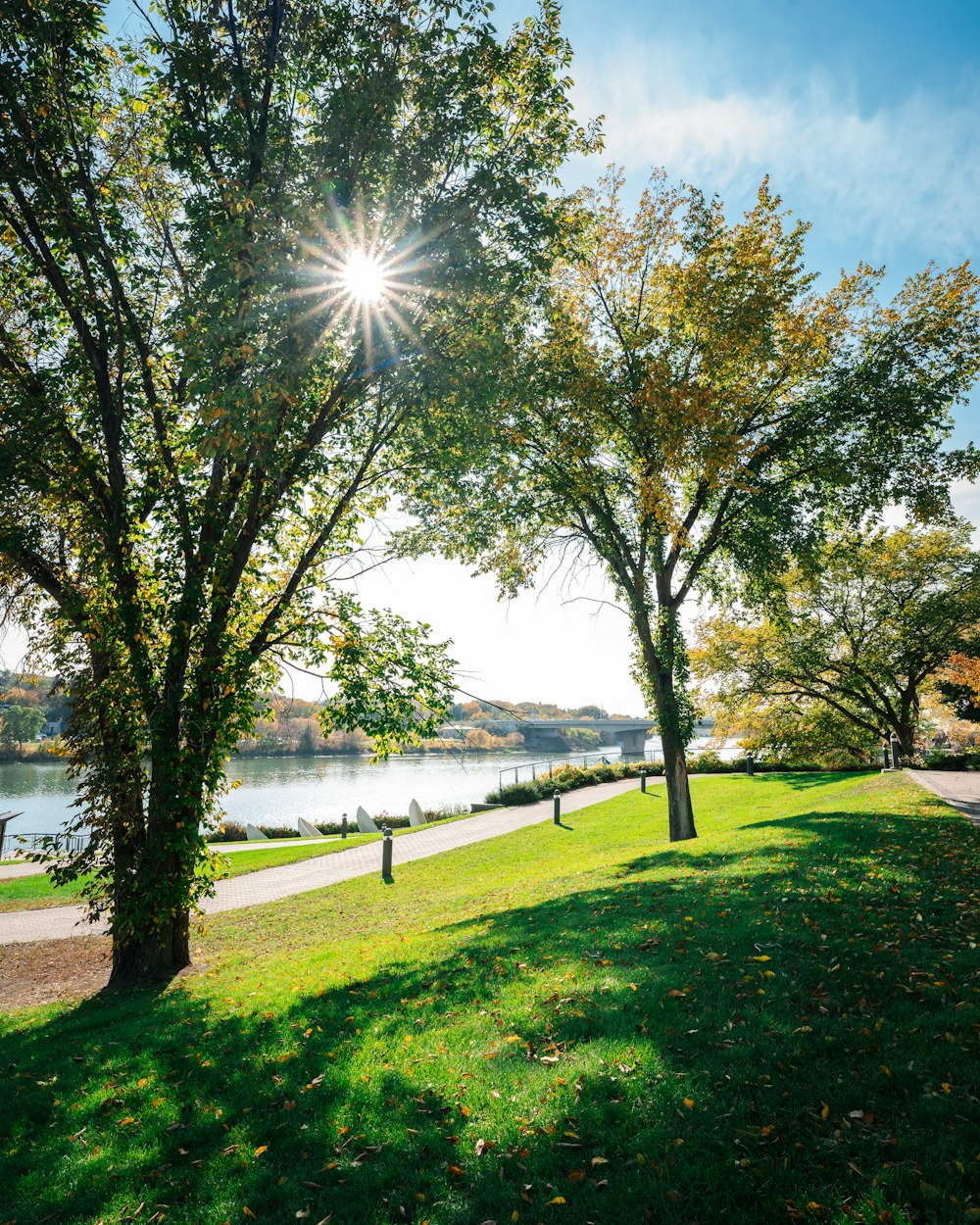 the sun shines brightly through the trees near the water