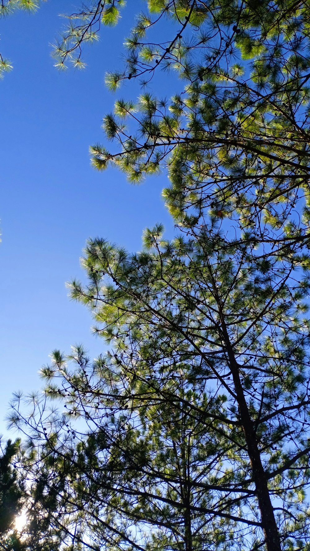 a clear blue sky with some trees in the foreground