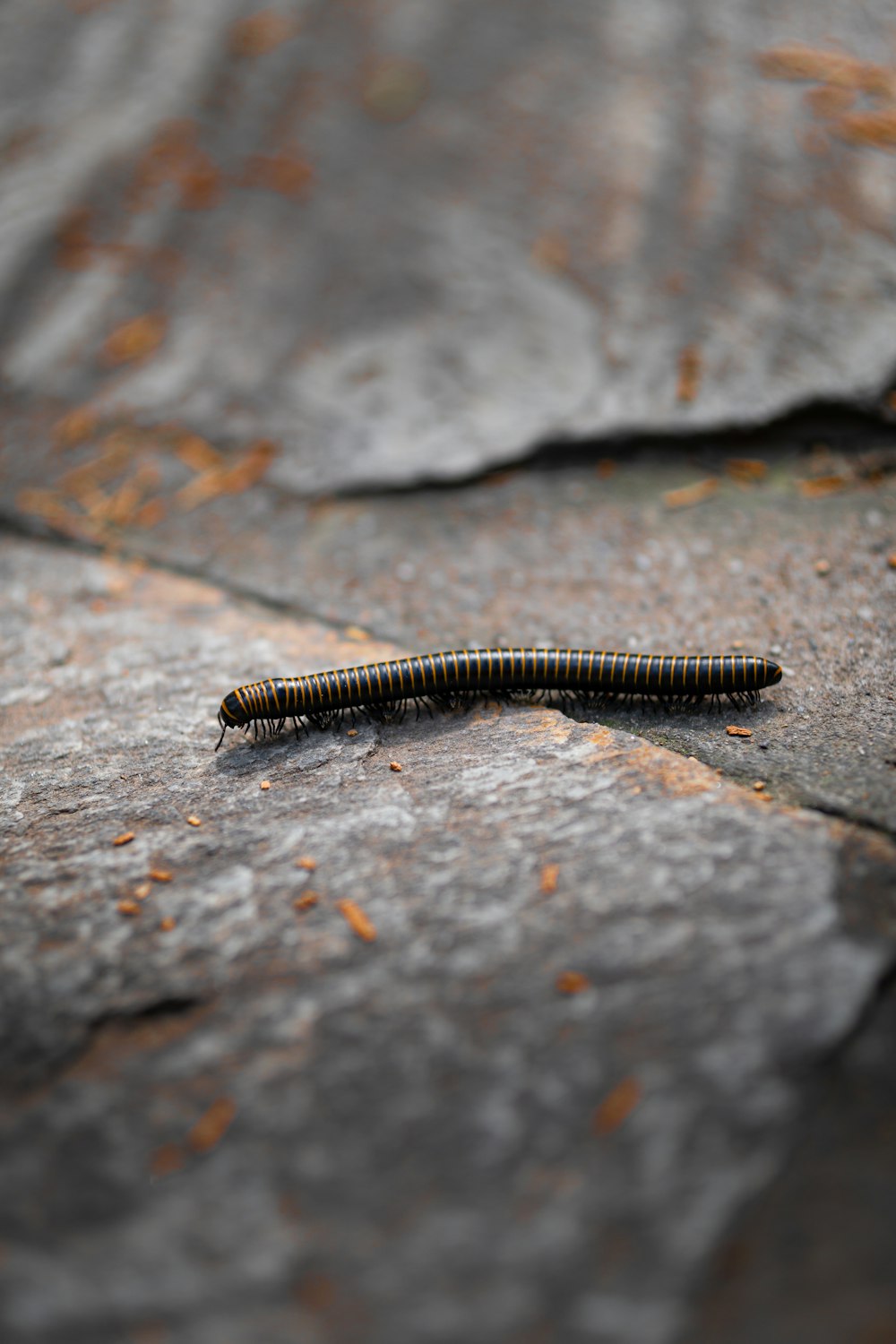 a caterpillar crawling on a stone surface