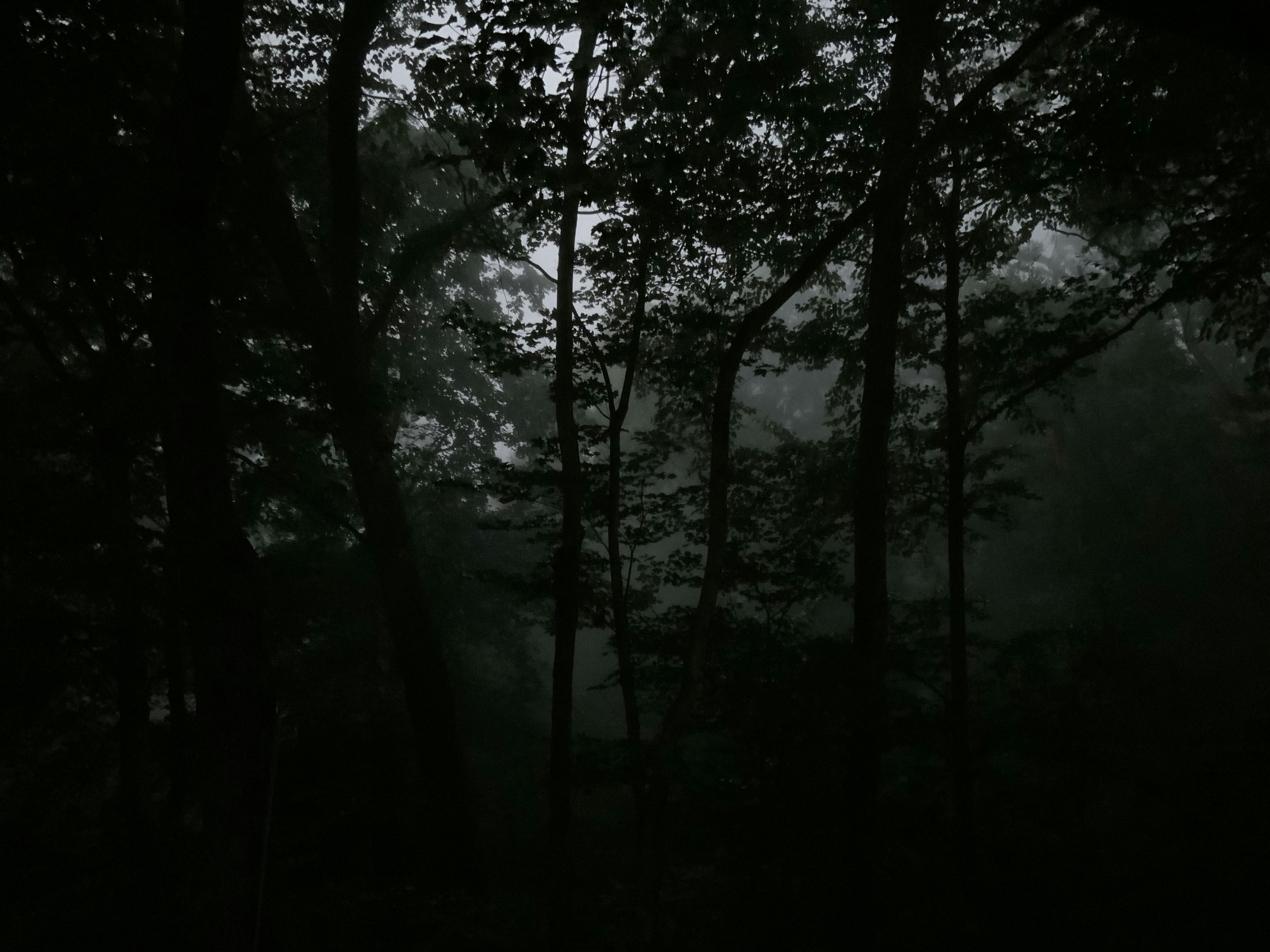 Jejak Bayang-Bayang FOMO19