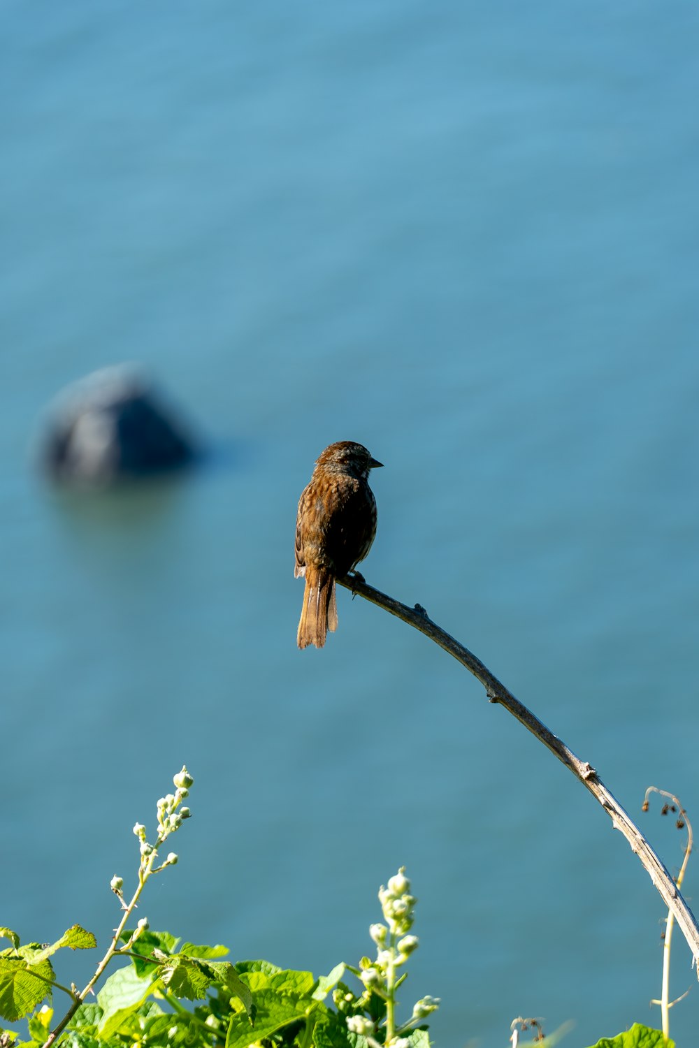 a bird sitting on a branch in front of a body of water