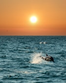 Sunset view over the water with silhouettes of dolphins jumping.
