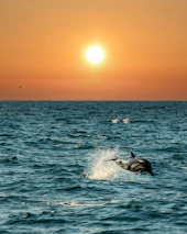 Wild dolphins playfully leaping alongside a small boat under a glowing orange sunset sky.