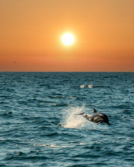 Wild dolphins playfully leaping alongside a small boat under a glowing orange sunset sky.