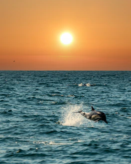 Wild dolphins playfully leaping alongside a small boat under a glowing orange sunset sky.