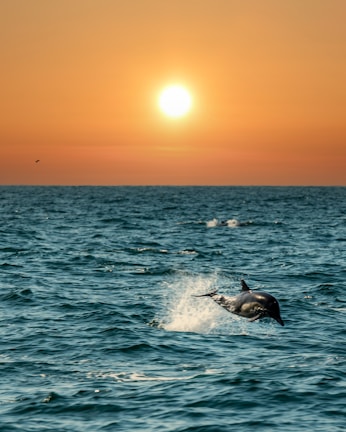 Sunset view over the water with silhouettes of dolphins jumping.