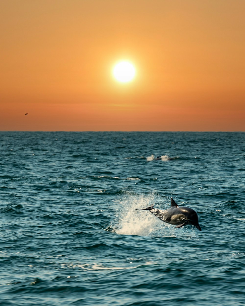 a dolphin swimming in the ocean at sunset