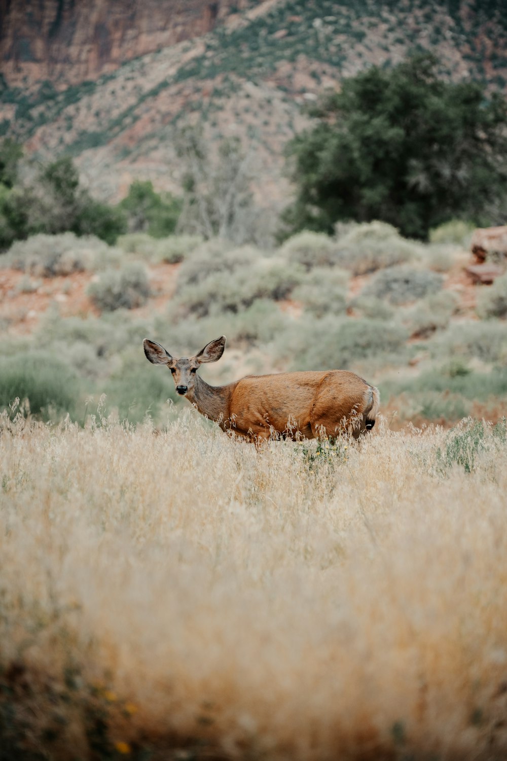 a deer standing in a field of tall grass