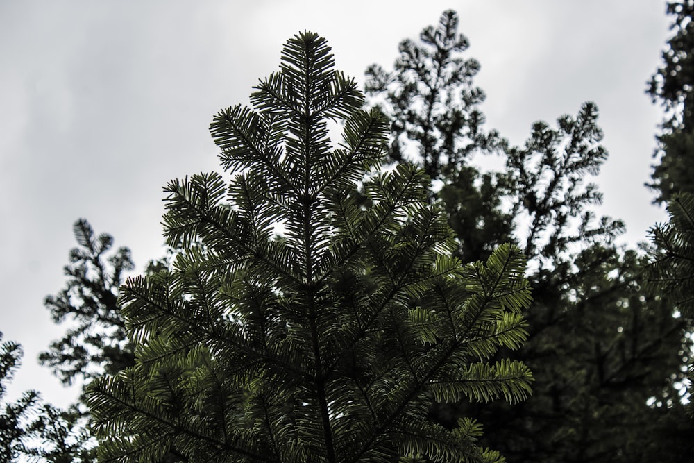 a close up of a pine tree with a cloudy sky in the background