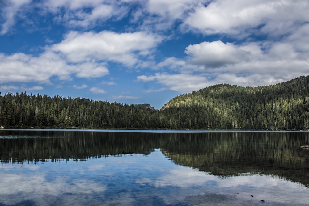 a large body of water surrounded by a forest