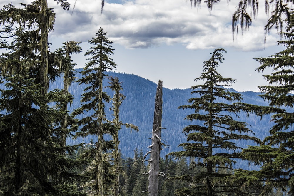 a view of a forest with a mountain in the background