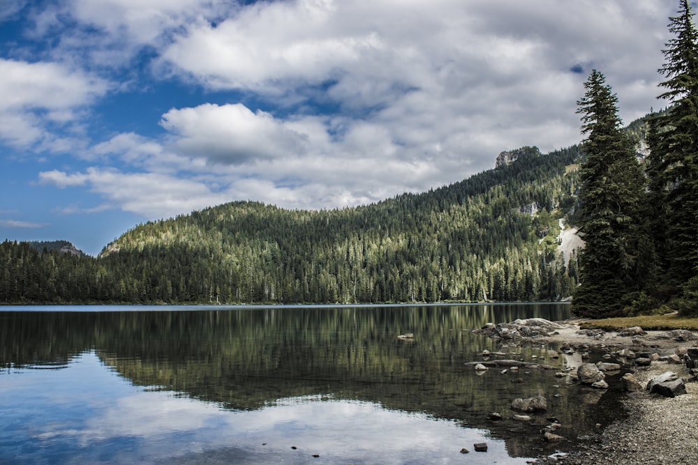 a large body of water surrounded by a forest