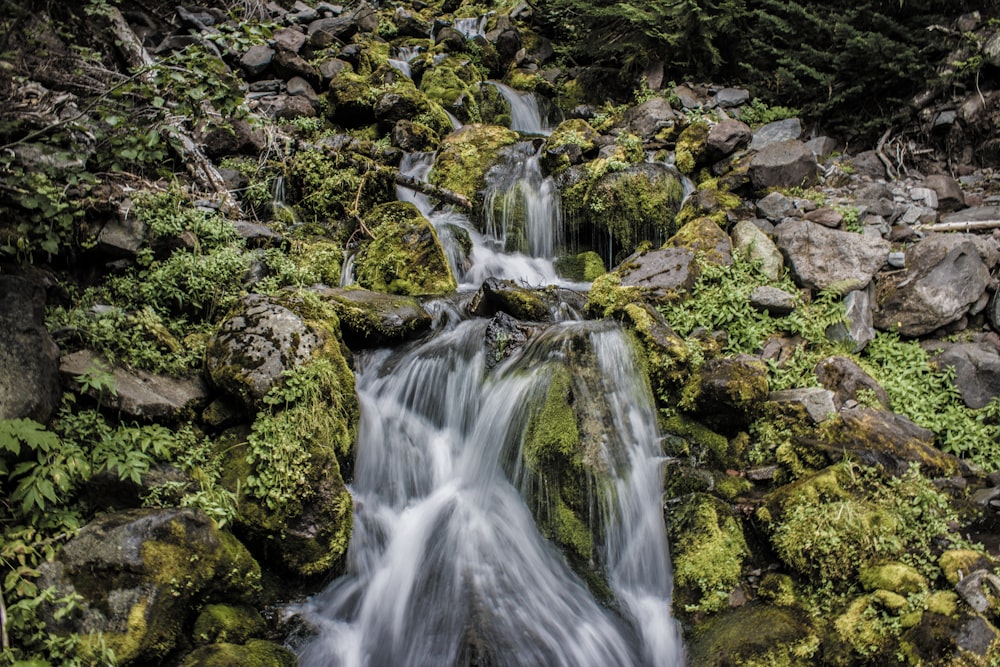 a stream of water running through a lush green forest