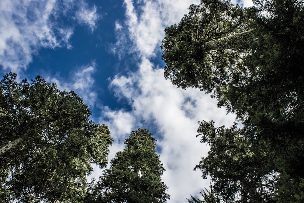 a group of trees that are standing in the grass