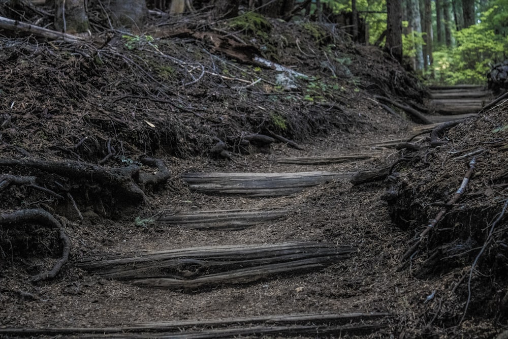 a dirt path in the middle of a forest