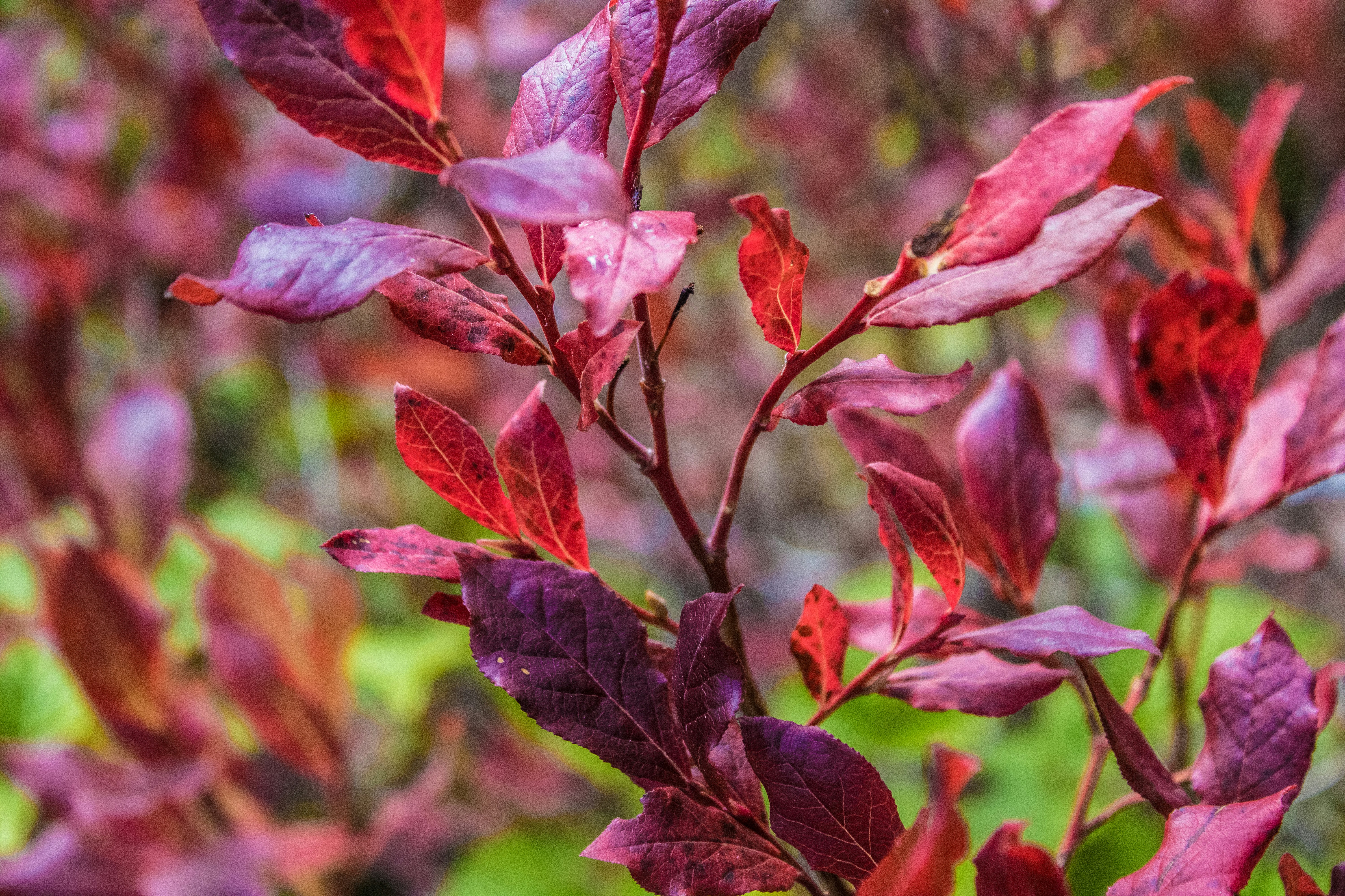 Photo by prphotography262