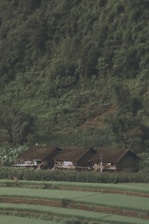 Three traditional wooden houses are nestled at the base of a lush, densely forested hillside. The foreground displays terraced fields with neatly organized green crops. Electrical wires run horizontally above the houses, and there are some banana plants nearby.