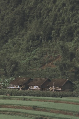 Three traditional wooden houses are nestled at the base of a lush, densely forested hillside. The foreground displays terraced fields with neatly organized green crops. Electrical wires run horizontally above the houses, and there are some banana plants nearby.
