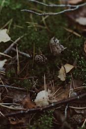 A forest floor covered with green moss, dry leaves, small twigs, and a pinecone. The natural elements are scattered randomly, providing a rustic and earthy feel. The vegetation appears lush, with dark green moss dominating the background.