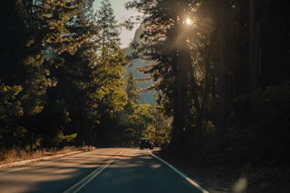 A sunlit winding road through lush Brazilian forest symbolizing adventure and discovery.