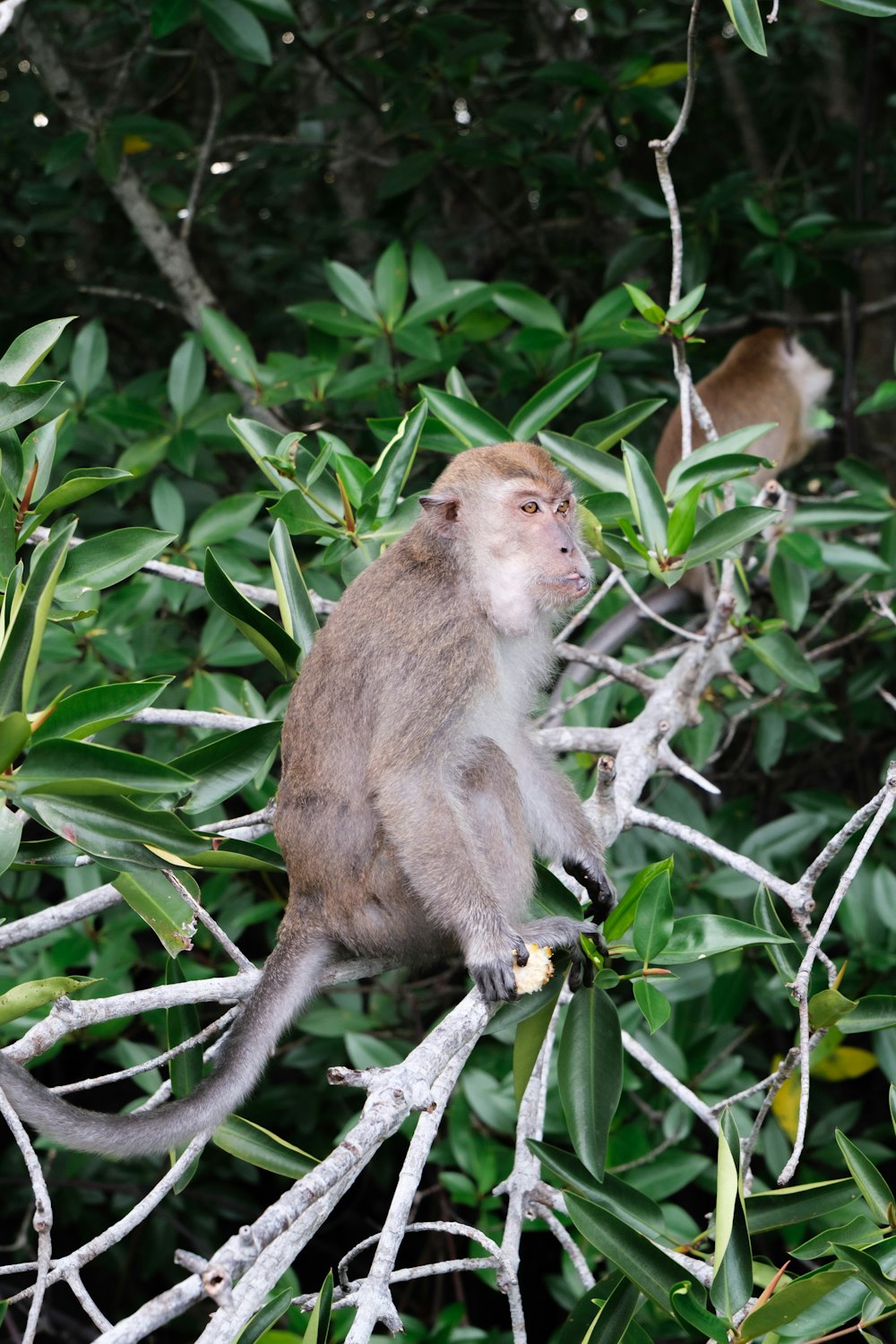 a monkey is sitting on a tree branch