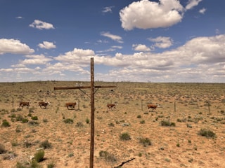 A barren desert landscape features a wooden cross in the foreground. A herd of cattle is scattered across the dry, grassy plains. Fluffy white clouds float in a clear blue sky, casting small shadows on the terrain.