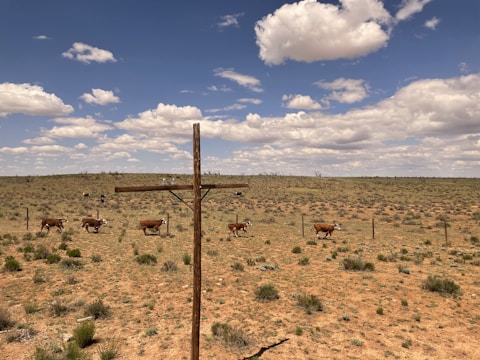 A barren desert landscape features a wooden cross in the foreground. A herd of cattle is scattered across the dry, grassy plains. Fluffy white clouds float in a clear blue sky, casting small shadows on the terrain.